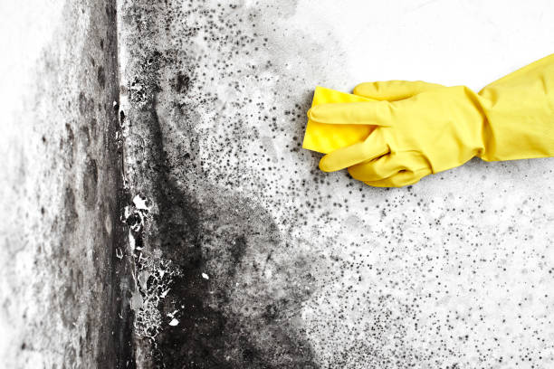 Best Insurance-Related Mold Remediation in Fort Scott, KS