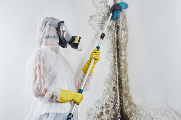 Best Post-Flood Mold Remediation in Fort Scott, KS