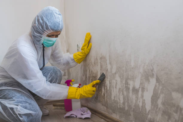 Best Mold Remediation for Specific Building Types in Fort Scott, KS