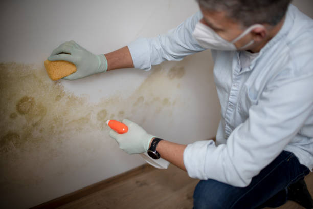 Best Emergency Mold Remediation in Fort Scott, KS