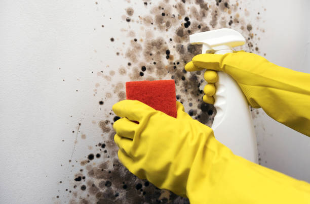 Best DIY Mold Remediation Support Services in Fort Scott, KS