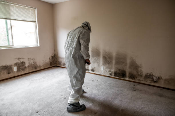 Best Residential Mold Remediation in Fort Scott, KS